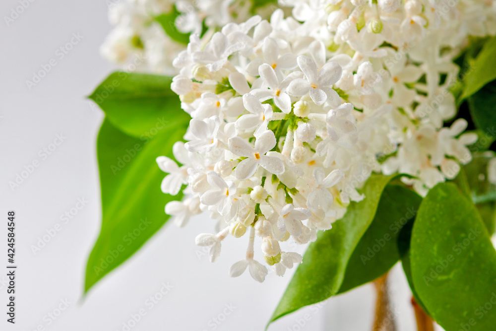 Tender branches of white lilac with lush green leaves close-up