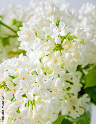 Lush branches of white lilac close up, floral background