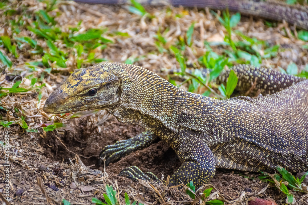 Asian Water Monitor Lizard in Singapore Botanic Garden Asian Water Monitor Lizard in Singapore Botanic Garden