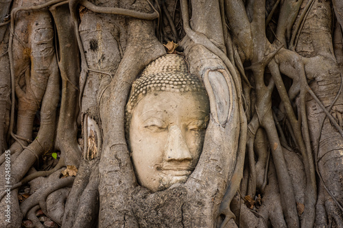 Buddha head embedded in a Banyan Tree in Ayutthaya, Thailand © Stefano Zaccaria