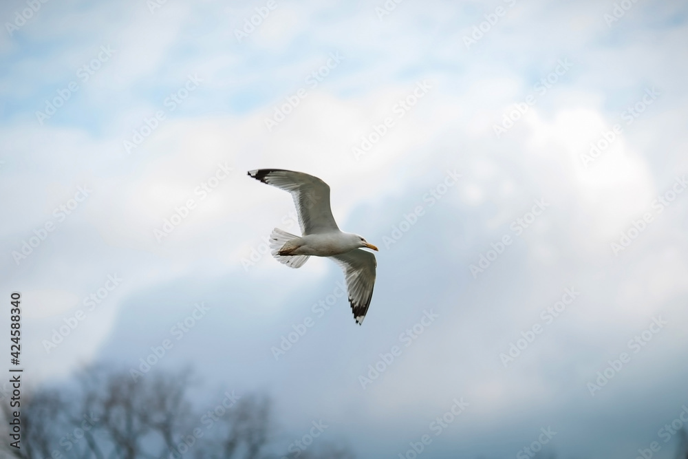 Fototapeta premium River gull on the background of the park in March. Close-up