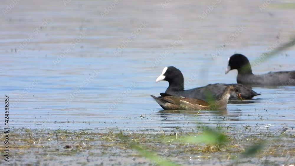 Common Moorhen Bird swim on lake water surface. Gallinula chloropus.Animal white wild animals wildlife large sea cinematic tele zoom lake mere lough wetland pond lakeside lakeshore bird waterside 4K Common Moorhen Bird swim on lake water surface. Gallinula chloropus.Animal white wild animals wildlife large sea cinematic tele zoom lake mere lough wetland pond lakeside lakeshore bird waterside 4K
