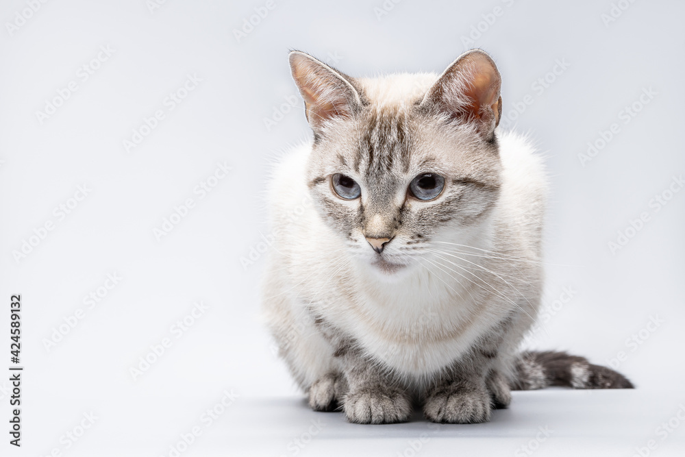 tabby siamese cat portrait isolated over grey background. cat waiting for feed cut out