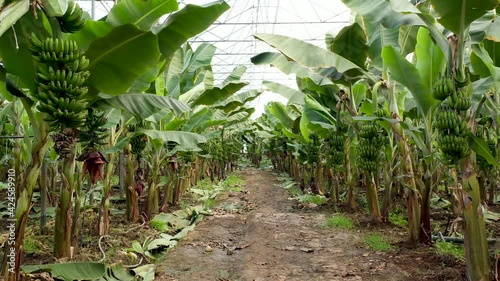 Banana trees in greenhouse. Camera moves between banana trees. 