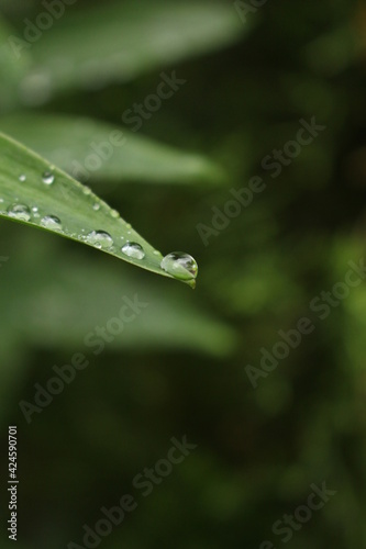 Quadro su tela Close-up of water droplet falling off of a leaf on a rainy day