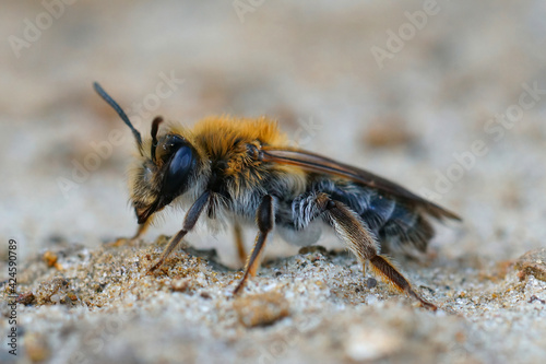 Closeup of a female a not so commonly found bee ,  the mellow miner , Andrena mitis