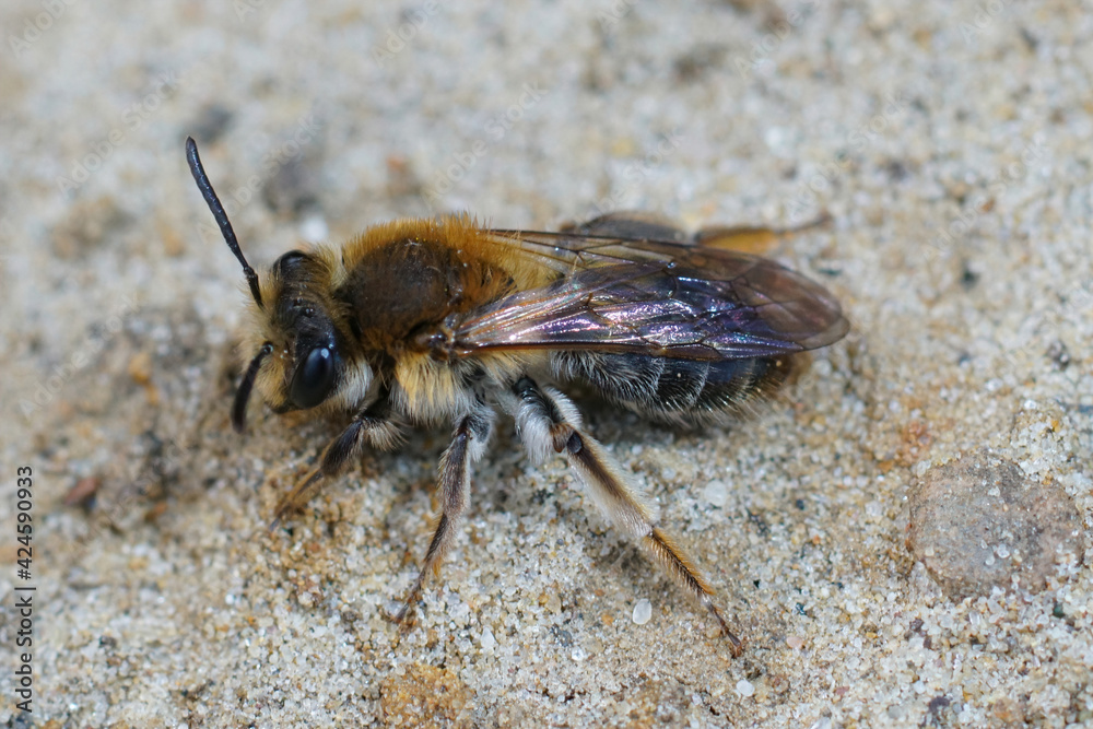 Dorsal closeup of a female a not so commonly found mining bee , Andrena mitis Dorsal closeup of a female a not so commonly found mining bee , Andrena mitis