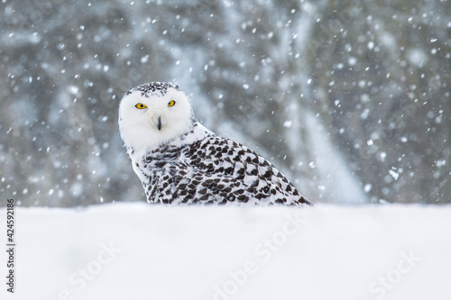 Snowy owl, Bubo scandiacus, perched in snow during snowfall. Arctic owl surrounded by snowflakes. Beautiful white polar bird with yellow eyes. Winter in wild nature habitat.