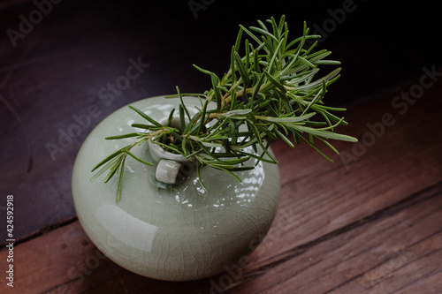 plant in a vase