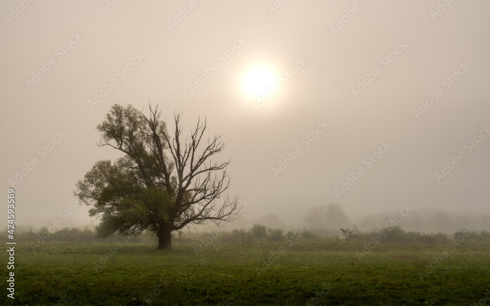 custom made wallpaper toronto digitalmisty morning sunrise