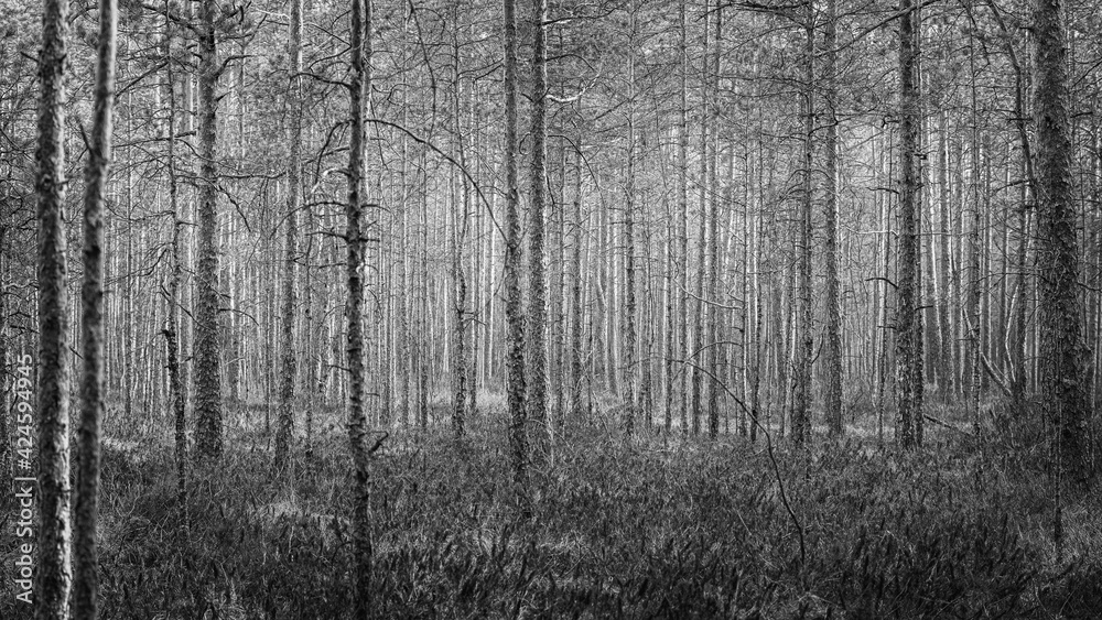 forest of pines forest of pines