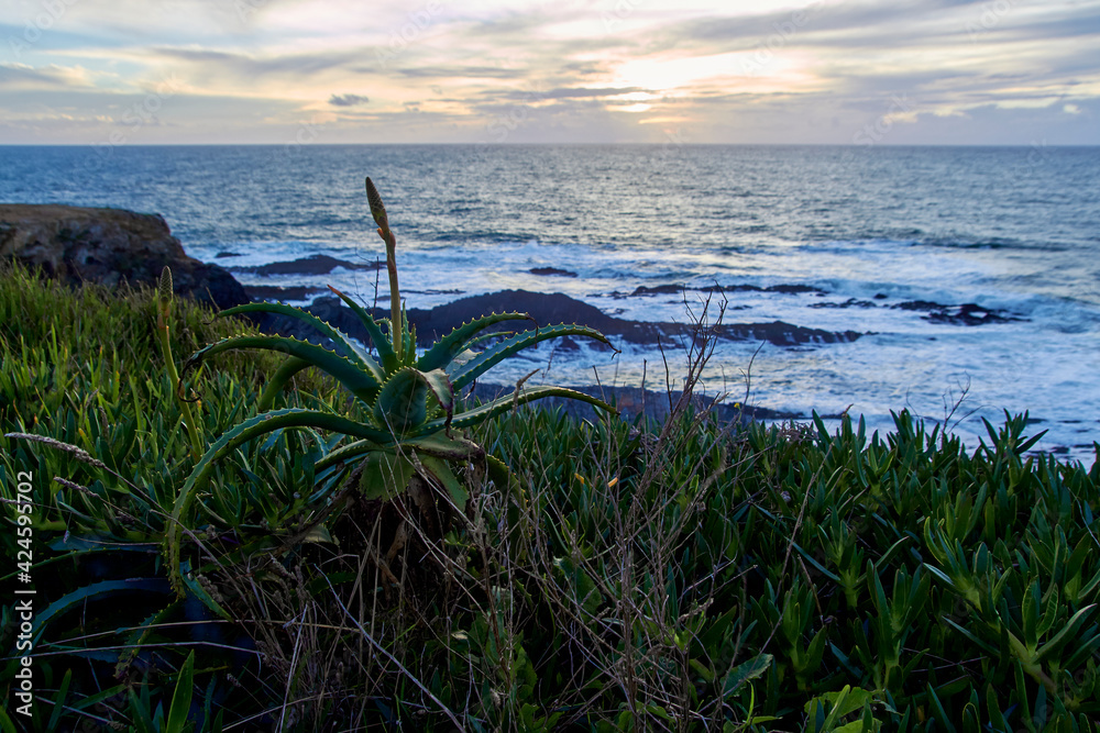 Landscape on the beach at sunset with aloe vera in the foreground.