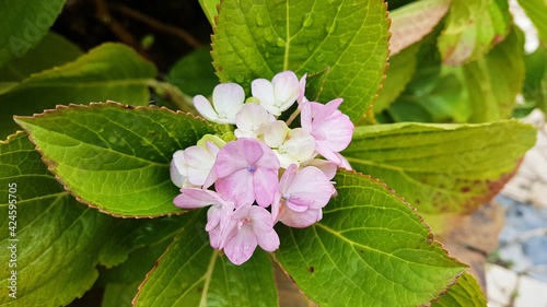 Close-up of pink Hydrangea macrophylla macrophylla with large leaves.