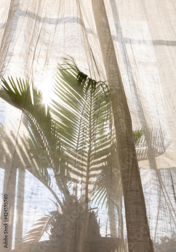 palm plant in window covered by boho curtains with sunlight