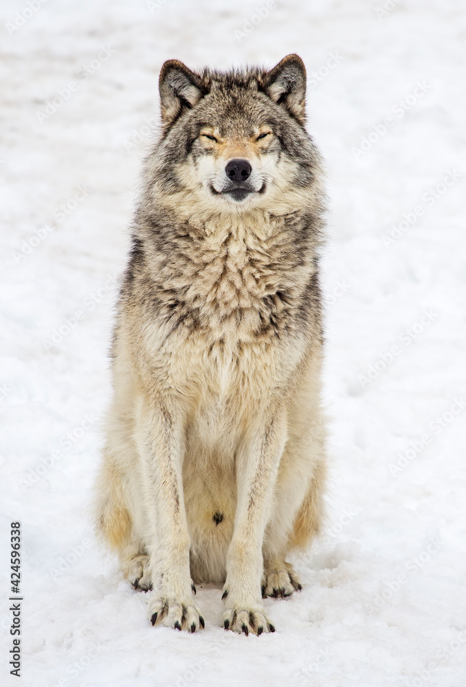 smiling timber wolf smiling timber wolf