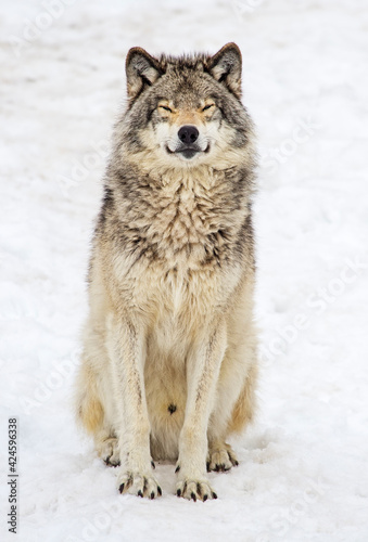 smiling timber wolf © Nina