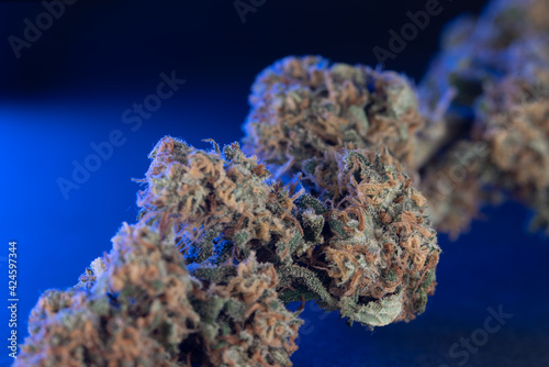 Closeup Hemp flower. Cannabis buds macro view. Drugs and Medicine  CBD and THC  blue background
