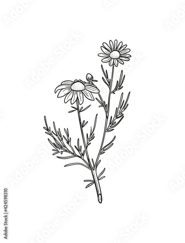 Vector Chamomile sketch. Botanical engraved art daisy flowers.