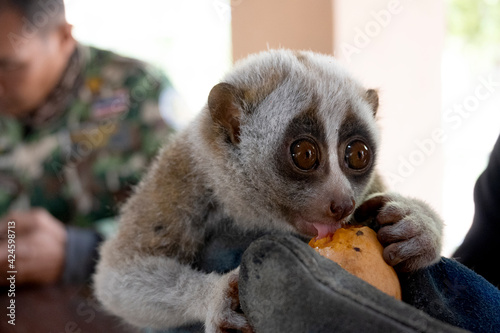 Eyes of Bengal Slow Loris in the tropical forest.