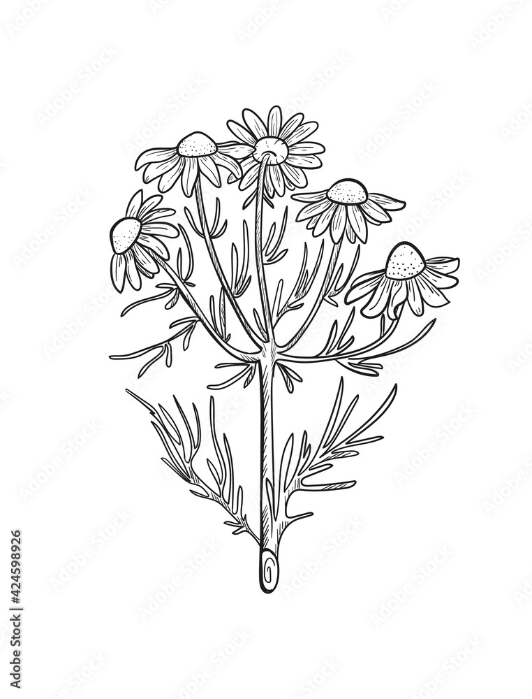 Vector chamomile sketch. Matricaria chamomilla medicinal plant hand drawn illustration.  - obrazy, fototapety, plakaty 
