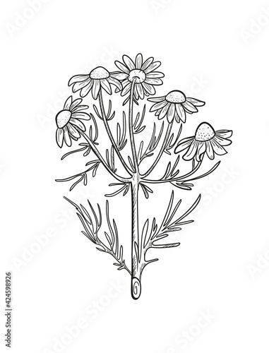 Vector chamomile sketch. Matricaria chamomilla medicinal plant hand drawn illustration. 