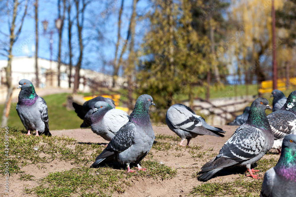 Fototapeta premium hungry pigeons living in the city