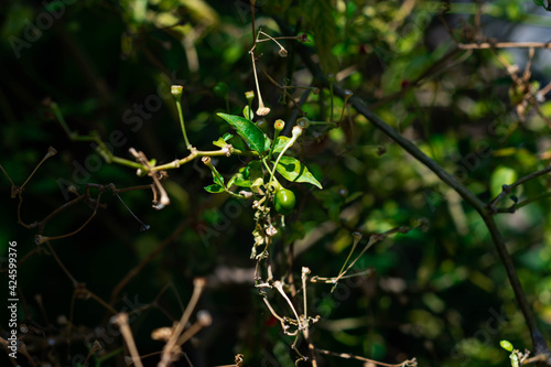 Arbusto verde de chiles rojos © saidmaillard