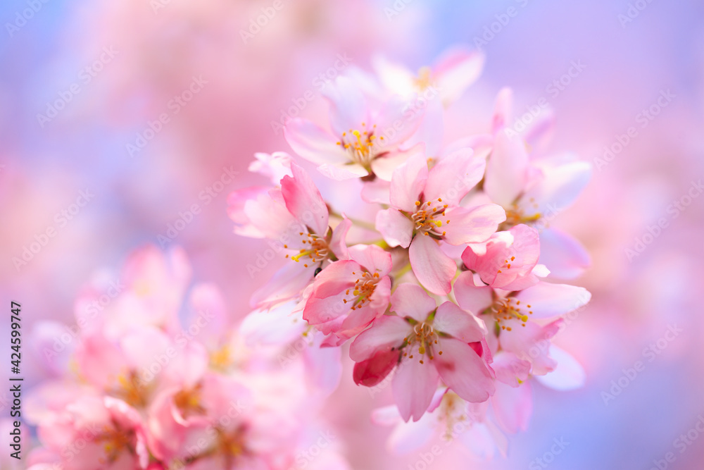 cherry blossoms cherry blossoms
