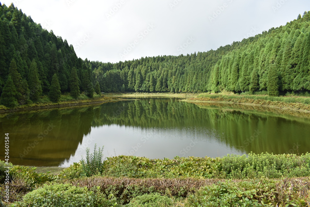 Lagoa rodeada de árvores