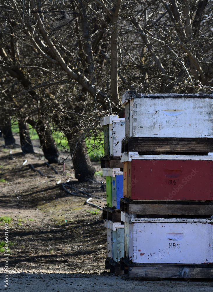 Naklejka premium close up shot of honey bee boxes