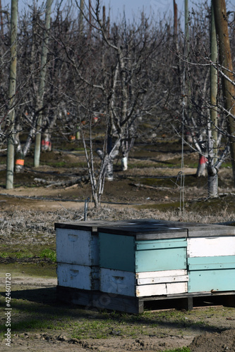 Close up shot of honey bee boxes during pollination