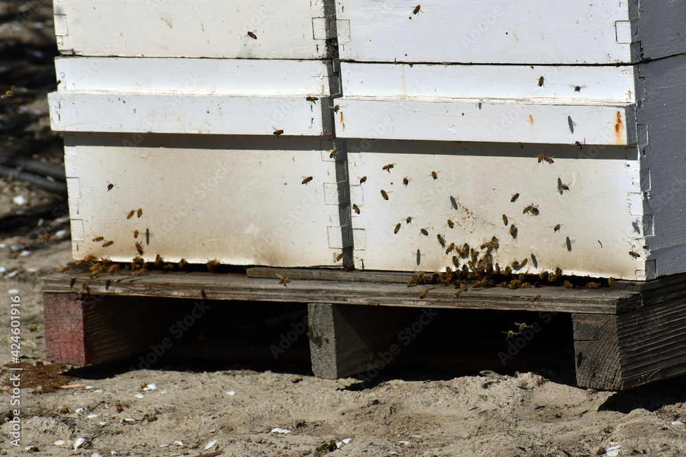 shot of honeybee box during pollination shot of honeybee box during pollination