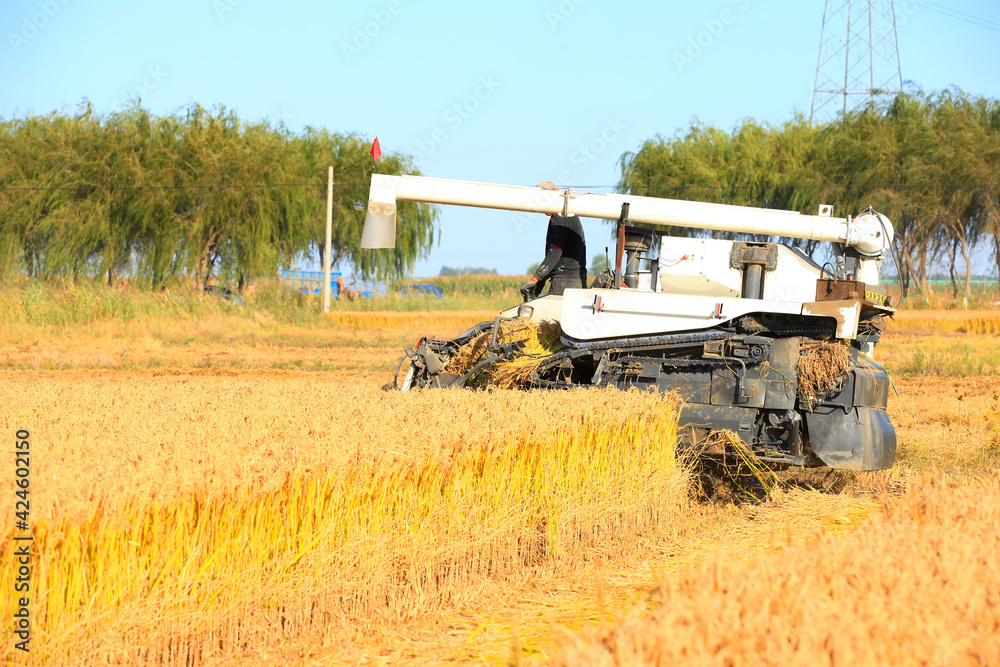 Fototapeta premium Harvester machine is harvesting rice