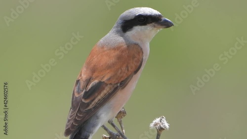 Red-backed Shrike Bird (Lanius collurio).Birds animal wild wildlife birding ornithology winged wing beak tele zoom documentary film footage warbler bunting whitethroat finch serin linnet lark solo one