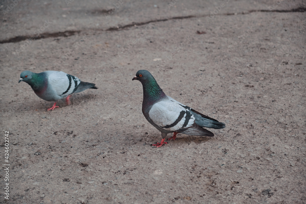 Obraz premium Pigeon on the beach