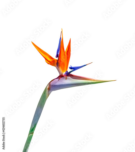 colorful bird of paradise flower closeup cutout isolated on a white background photo