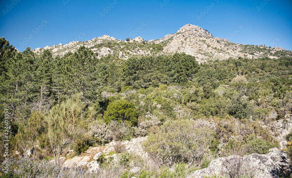 Panorama nella Foresta del Monte Nieddu in Sardegna Panorama nella Foresta del Monte Nieddu in Sardegna