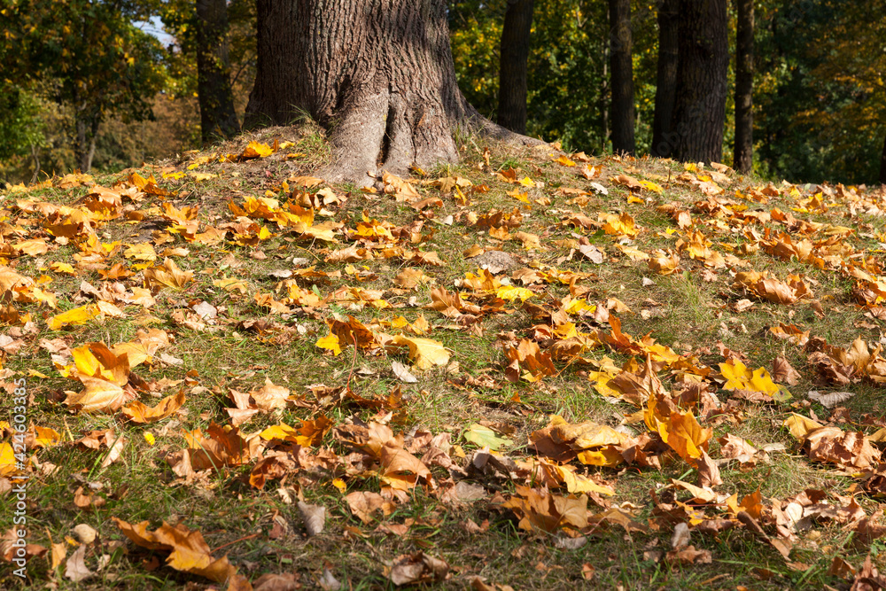 maple foliage in the autumn season during leaf fall