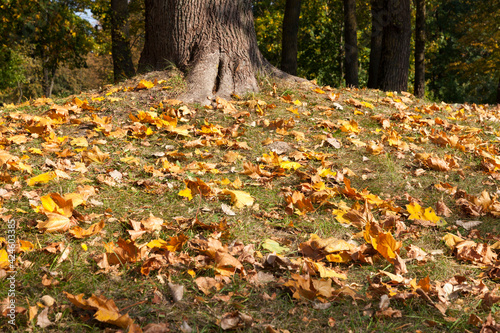 maple foliage in the autumn season during leaf fall