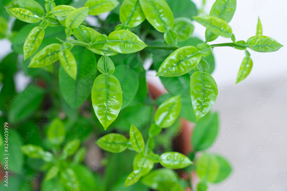 young green branches of grapefruit tree
young green branches of grapefruit tree