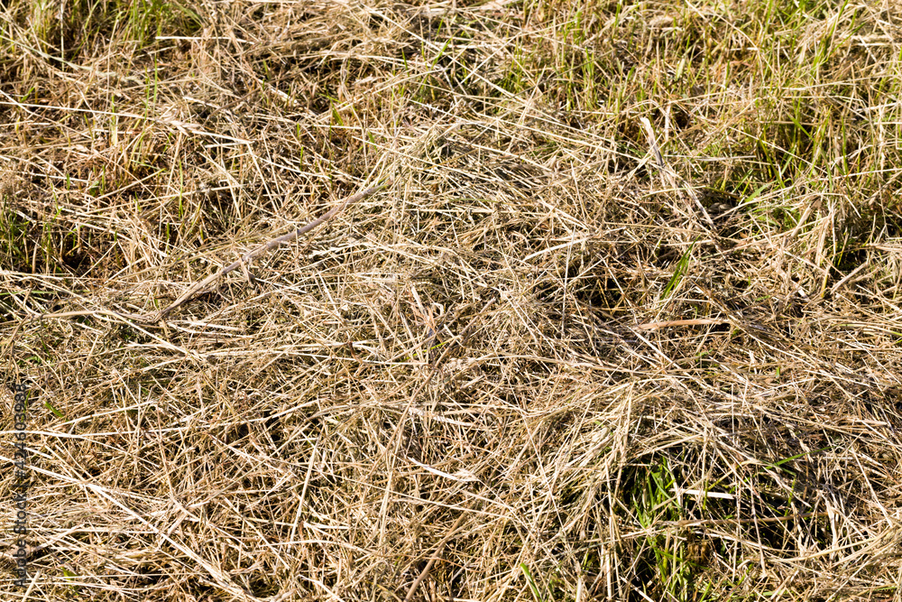 darkened and yellowed grass in nature, close up darkened and yellowed grass in nature, close up