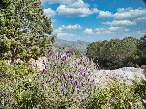 Lavanda Selvatica in un Bosco della Sardegna photo