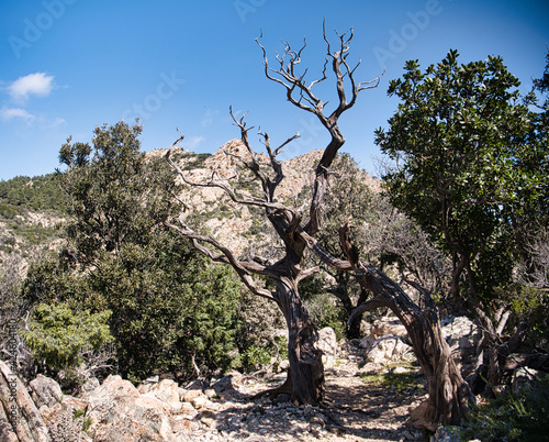 Albero di Ginepro nella Foresta Del Monte Nieddu, Sardegna