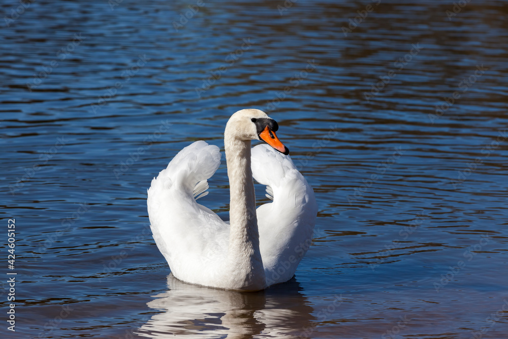 Obraz premium beautiful waterfowl Swan on the lake in the spring
