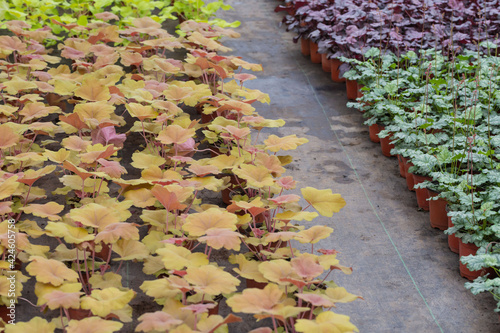 Colored Heuchera Leaves in Spring Outdoors，Heuchera micrantha Douglas ex Lindl
 photo