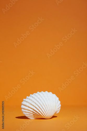 Beautiful white seashell isolated on a orange