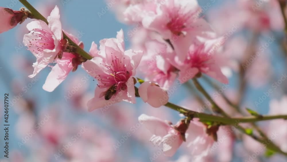 Slow motion of honey bees pollinating pink cherry blossoms in Spring.
