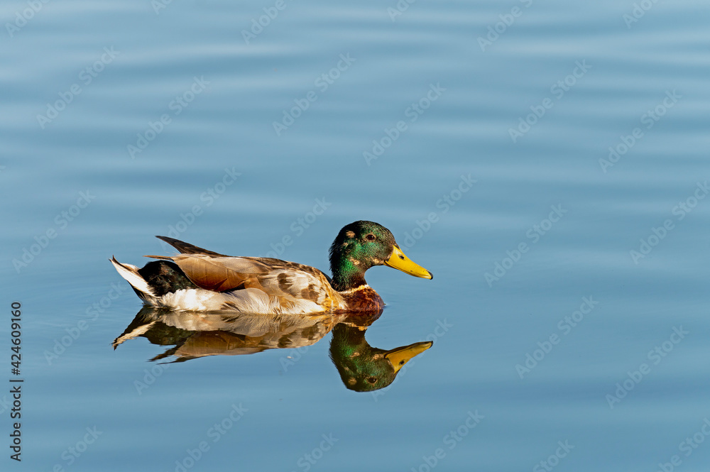 Male mallard duck swimming in the pond - mirrors itself in the sea Male mallard duck swimming in the pond - mirrors itself in the sea