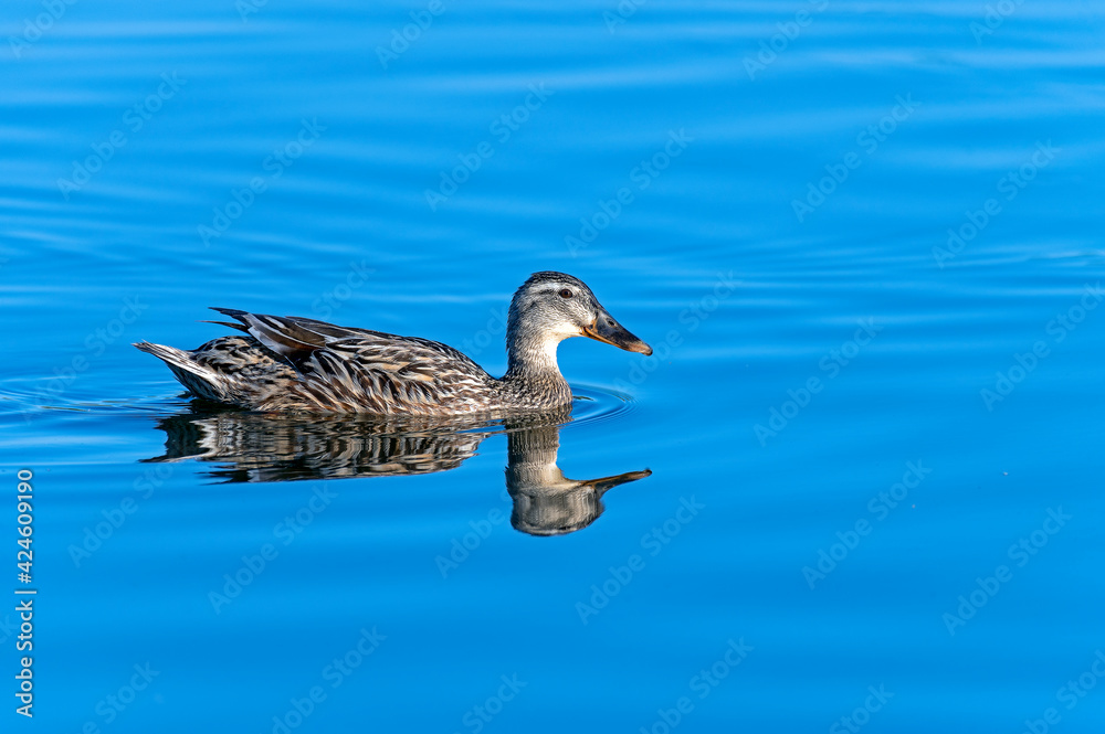 Female mallard duck swimming in the pond - mirrors itself in the sea