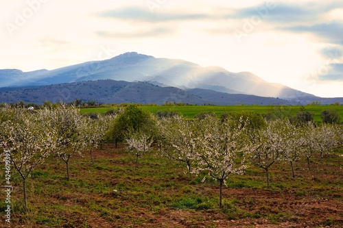 Fields with young almond trees at sunset